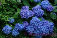 Гортензия крупнолистная 'Бесконечное Лето' / Hydrangea macrophylla 'Endless Summer'