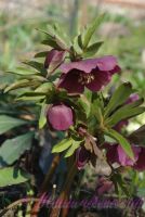 Морозник восточный / Helleborus orientalis