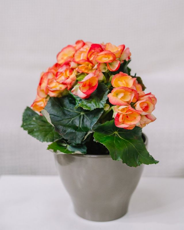 Бегония Микс  Д-9/25