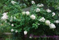 Гортензия метельчатая 'Юник' / Hydrangea paniculata 'Unique'