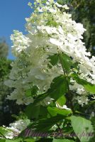 Гортензия метельчатая 'Юник' / Hydrangea paniculata 'Unique'