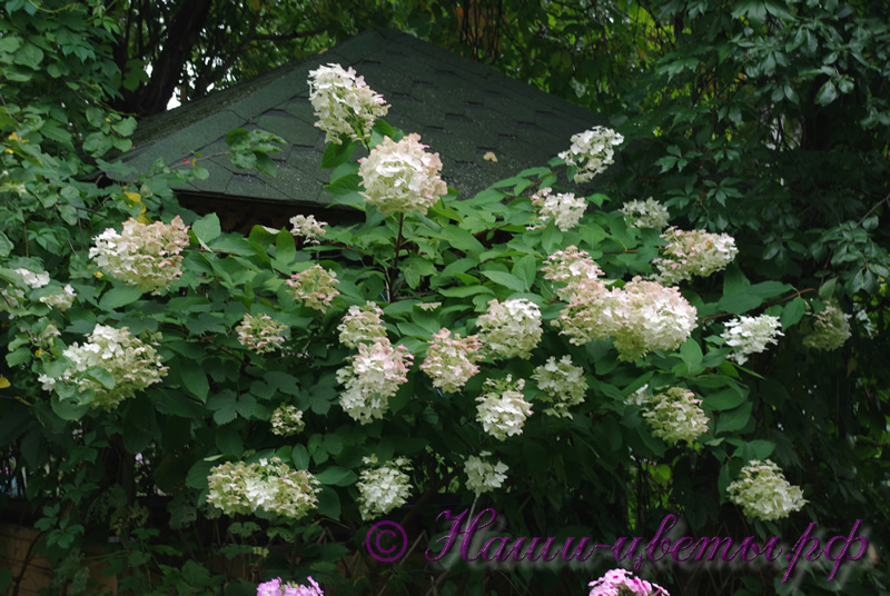 Гортензия метельчатая 'Юник' / Hydrangea paniculata 'Unique' (трехлетка, только самовывоз)