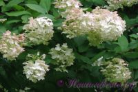 Гортензия метельчатая 'Юник' / Hydrangea paniculata 'Unique'