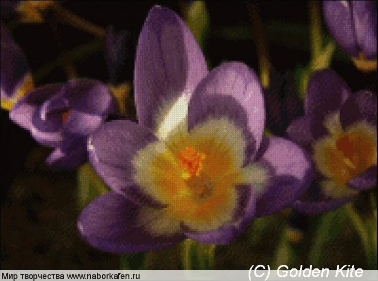 678 Crocus