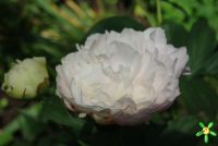 Пион травянистый 'Сольвейг' / Paeonia 'Solvejg'