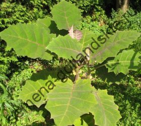 Наранхилла (solanum quitoense) 10 семян