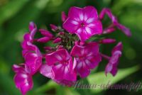 Флокс Купчиха' / Phlox 'Kupchiha'