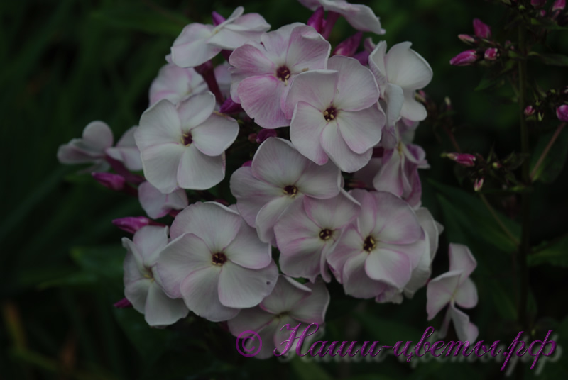 Флокс 'Осенний Букет' / Phlox 'Osennij Buket'