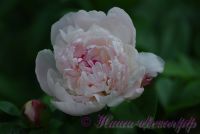 Пион травянистый 'Леди Орчид' / Paeonia 'Lady Orchid'