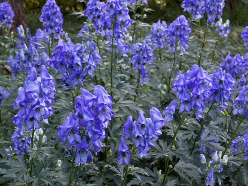 Аконит Арендса 'Слиппинг Бьютис' / Aconitum Carmichaelii Arendsii 'Sleeping Beauties'