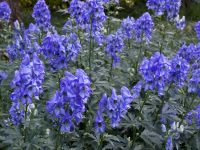 Аконит Арендса 'Слиппинг Бьютис' / Aconitum Carmichaelii Arendsii 'Sleeping Beauties'