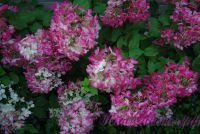 Гортензия метельчатая 'Диамонд Руж' / Hydrangea paniculata 'Diamond Rouge'