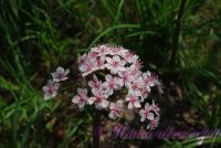 Дармера щитовидная (пельтифиллум) / Darmera peltata