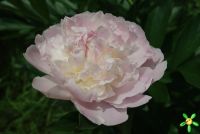 Пион травянистый 'Блаж Квин' / Paeonia 'Blush Queen'