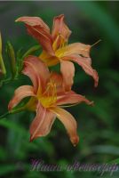 Лилейник 'Пэтси Бикэрз' / Hemerocallis 'Patsy Bickers'