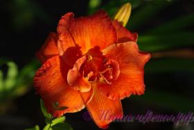 Лилейник 'Мозес Фаер' / Hemerocallis 'Moses Fire'