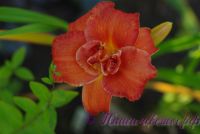 Лилейник 'Мозес Фаер' / Hemerocallis 'Moses Fire'