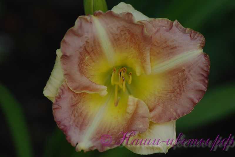 Лилейник 'Черри Тайгер' / Hemerocallis 'Cherry Tiger'