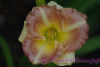 Лилейник 'Черии Тайгер' / Hemerocallis 'Cherry Tiger'