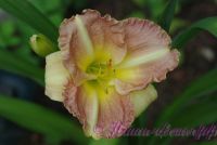 Лилейник 'Черии Тайгер' / Hemerocallis 'Cherry Tiger'