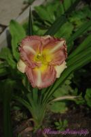 Лилейник 'Черии Тайгер' / Hemerocallis 'Cherry Tiger'