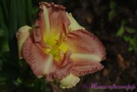 Лилейник 'Черии Тайгер' / Hemerocallis 'Cherry Tiger'