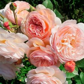 Роза 'A Shropshire Lad'