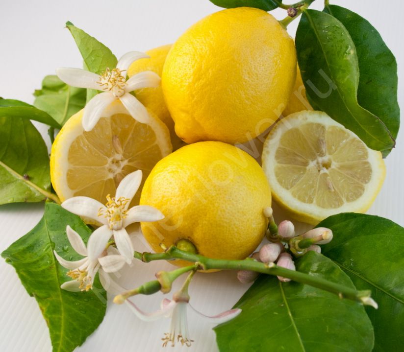 Лимон Мейера (3 года)