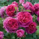 Леди оф Меггинч (Lady of Megginch)