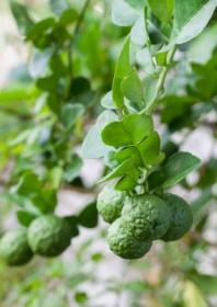 саженцы бергамота C. bergamia "Femminello".