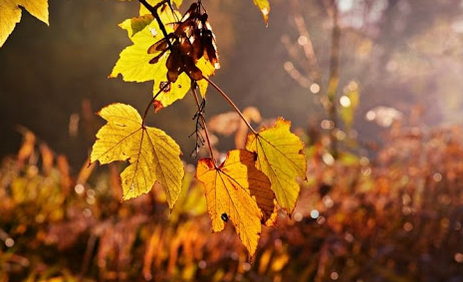 Семинар 'Кумоха осенняя и Головосек' (Светлана Соколова)