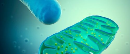 Бесполезно пить таблетки, если митохондрии работают неправильно (Наира Рябчикова, Зуляля Салихова)