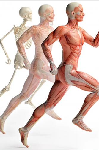 Тело человека модуль 1 (Христина Жарикова)