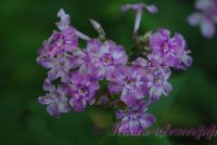 Флокс 'Курочка Ряба' / Phlox 'Kurochka Rjaba'