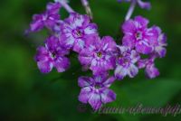 Флокс 'Курочка Ряба' / Phlox 'Kurochka Rjaba'