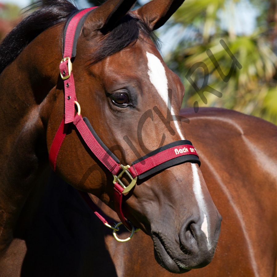 Недоуздок Back on Track Werano бордовый