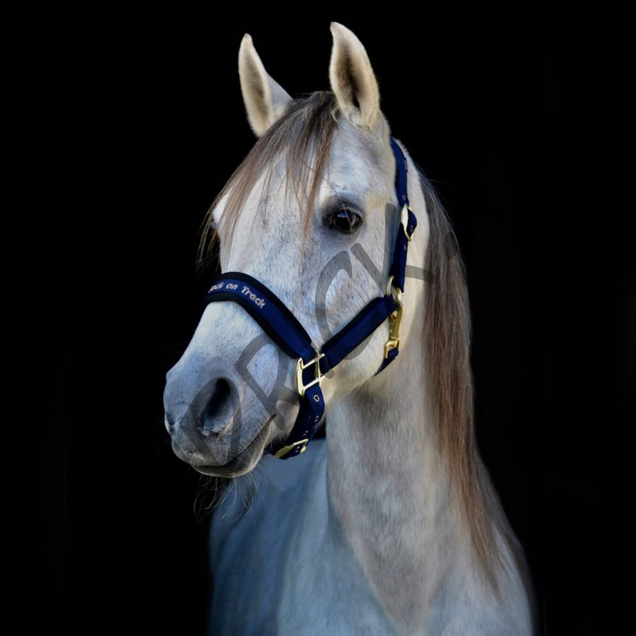 Недоуздок Back on Track Werano синий