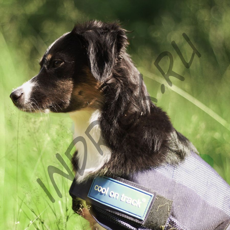Охлаждающая попона Cool on Track Cooling для собак