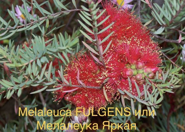 Melaleuca FULGENS или Мелалеука Яркая