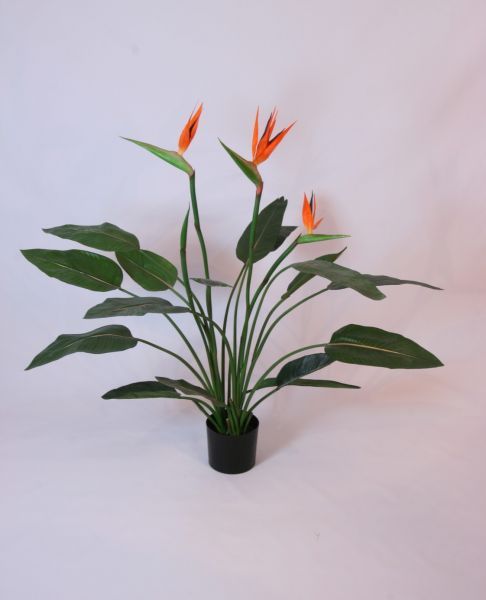 Стрелиция Райская Птица