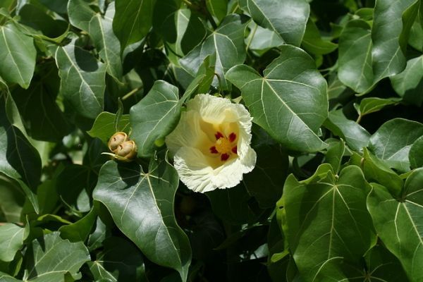 Теспезия Суматра