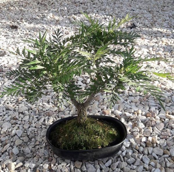 Grevillea ROBUSTA или Гревиллея Мощная