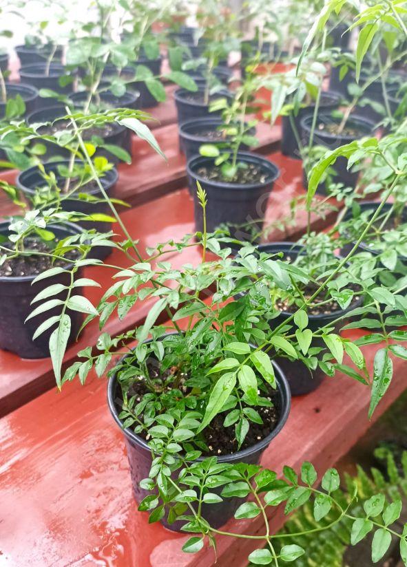 Жасмин лекарственный