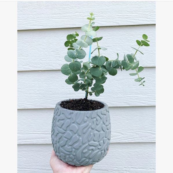 Eucalyptus PULVERULENTA или Эвкалипт Припудренный