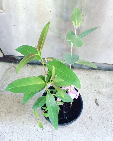 Eucalyptus ROBUSTA или Эвкалипт Робуста