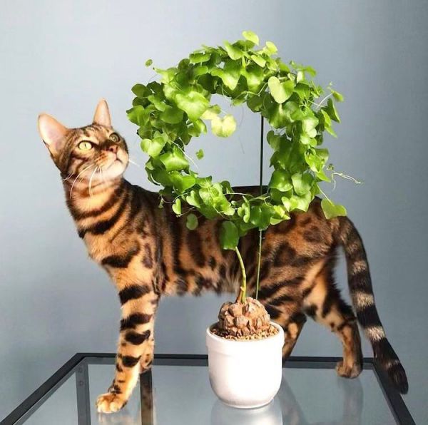 Dioscorea ELEPHANTIPES или Диоскорея Слоновая