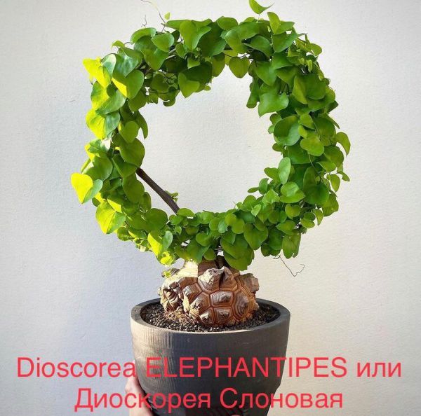 Dioscorea ELEPHANTIPES или Диоскорея Слоновая