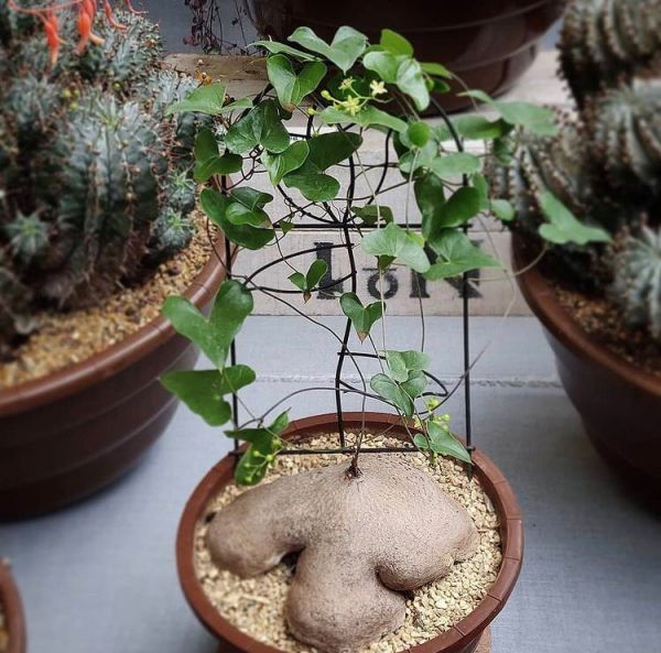 Dioscorea SYLVATICA или Диоскорея Лесная