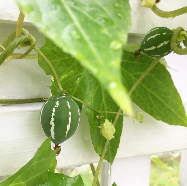 Diplocyclos PALMATUS или Диплоциклос Дланевидный