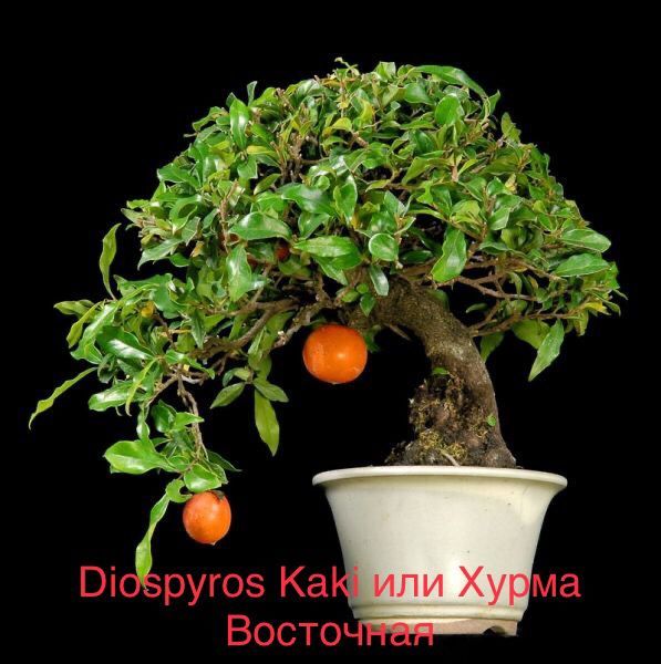 Diospyros Kaki (Хурма Восточная)